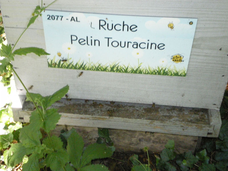 La ruche Pelin Touracine